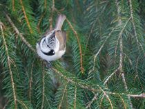 Синица хохлатая Parus cristatus
Filename=8Z2A8359.jpg
Filesize=378KB
Dimensions=900x676
Date added=Jan 22, 2017 8Z2A8359.jpg