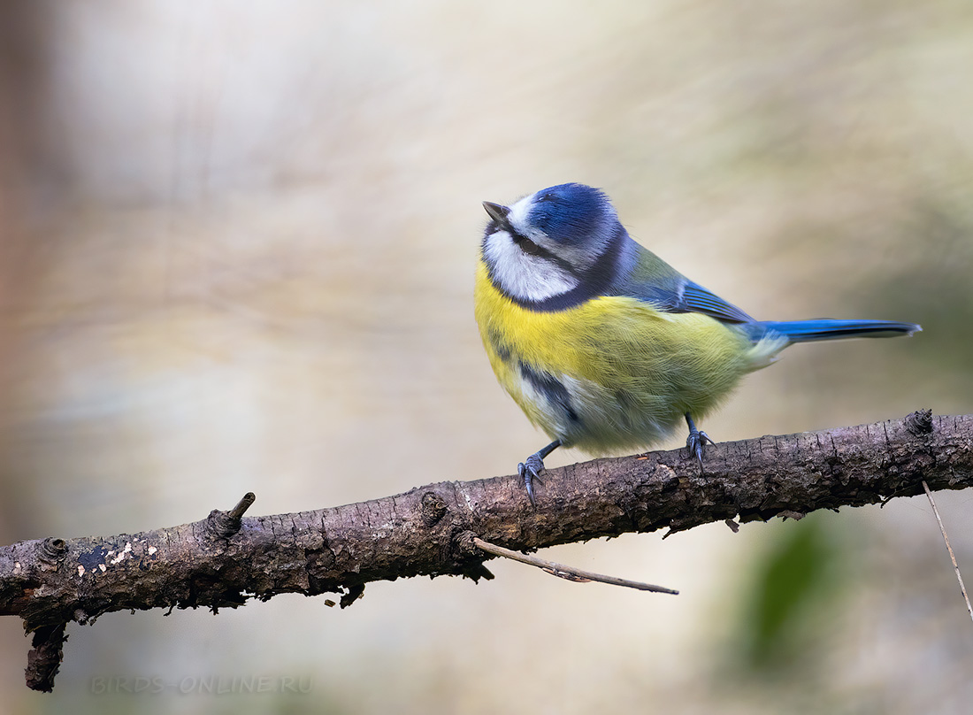 Лазоревка (Parus caeruleus)
Keywords: Лазоревка Parus caeruleus