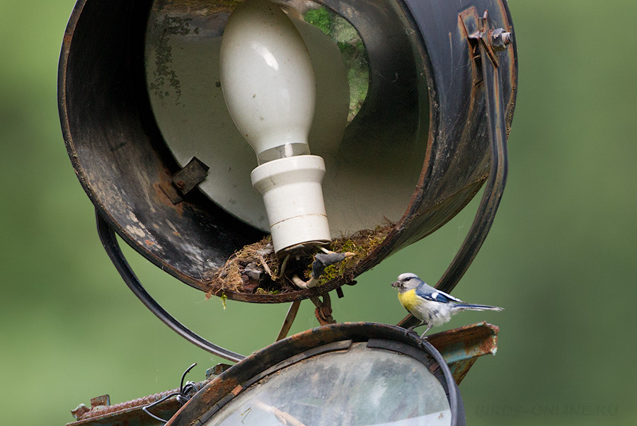 Желтогрудый князек (Parus flavipectus)
Keywords: Желтогрудый князек Parus flavipectus tj2014