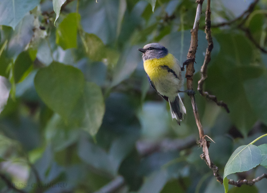 Желтогрудый князек (Parus flavipectus)
Keywords: Желтогрудый князек Parus flavipectus tj2014