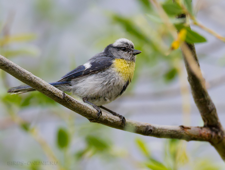 Желтогрудый князек (Parus flavipectus)
Keywords: Желтогрудый князек Parus flavipectus tj2014