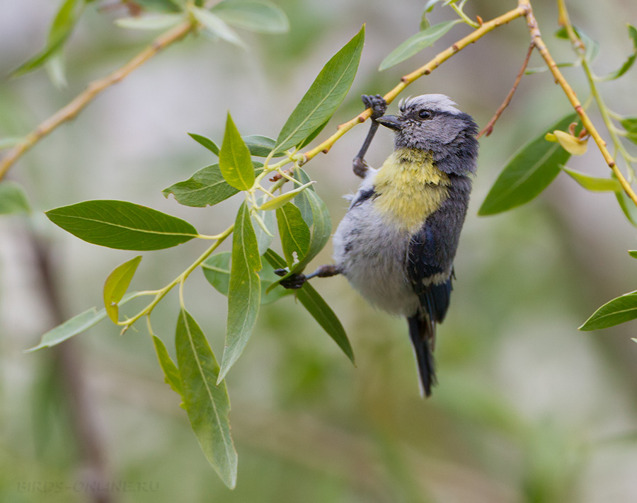 Желтогрудый князек (Parus flavipectus)
Keywords: Желтогрудый князек Parus flavipectus tj2014