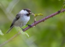 Гаичка гирканская Poecile hyrcanus azer2018
Filename=8Z2A0983.jpg
Filesize=114KB
Dimensions=900x662
Date added=Jun 14, 2018 8Z2A0983.jpg