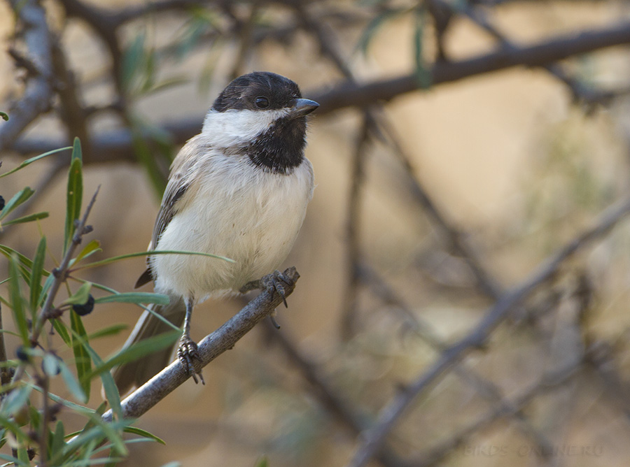 Гаичка средиземноморская (Parus lugubris)
Keywords: Гаичка средиземноморская Parus lugubris armenia2013