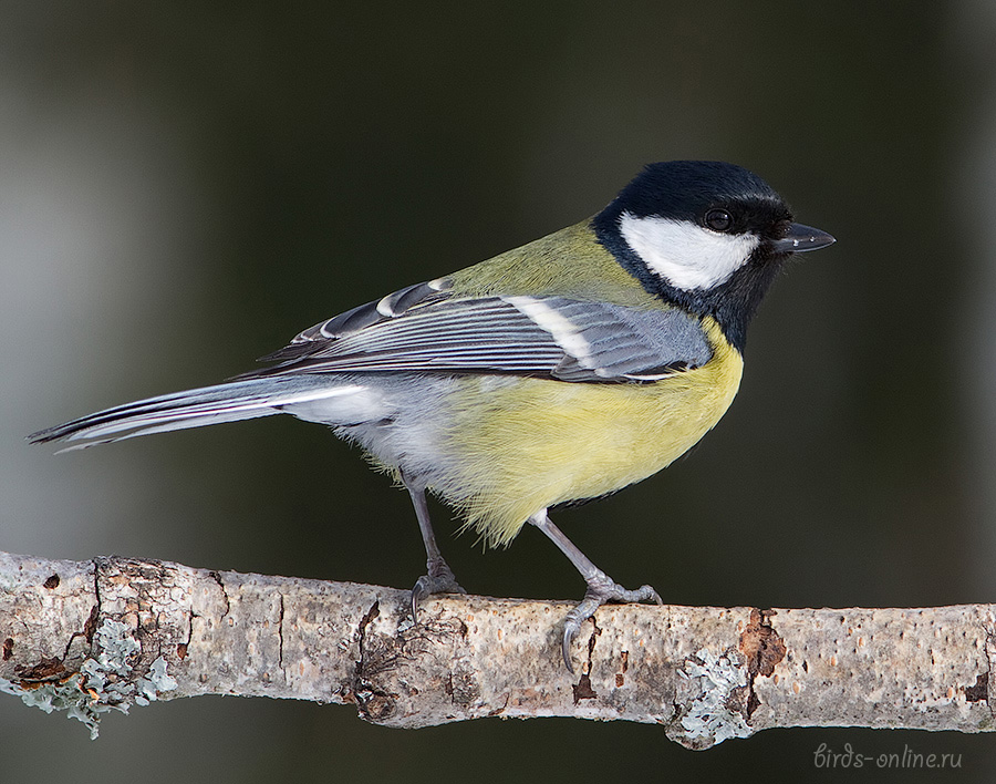 Синица больШая (Parus major)
Keywords: Синица больШая Parus major