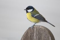 Синица большая Parus major
Filename=8Z2A6809.jpg
Filesize=243KB
Dimensions=1100x733
Date added=May 28, 2022 8Z2A6809.jpg