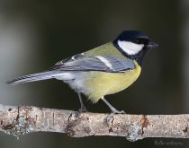 Синица больШая Parus major
Filename=IMG_2616.jpg
Filesize=322KB
Dimensions=900x708
Date added=Mar 07, 2010 IMG_2616.jpg