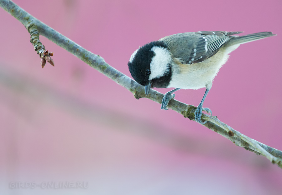 Московка (Periparus ater)
Periparus ater michalowskii Bogdanov, 1879
Keywords: Московка Periparus ater