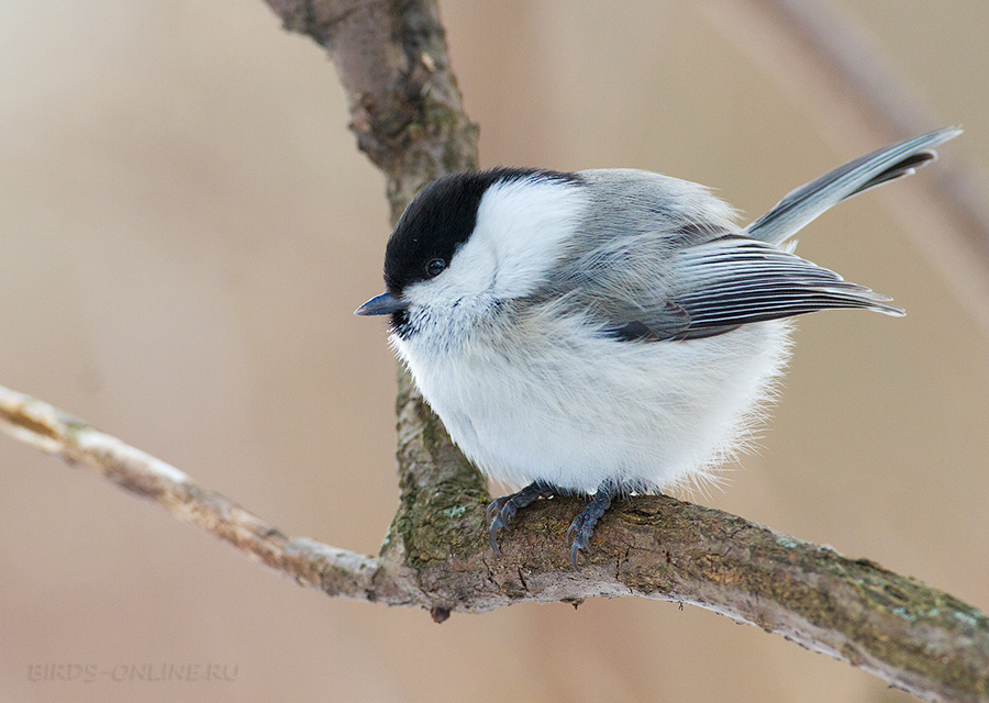 Пухляк (Parus montanus)
Keywords: Пухляк Parus montanus