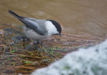 Пухляк Parus montanus
Filename=8Z2A7259.jpg
Filesize=199KB
Dimensions=900x636
Date added=Nov 06, 2016 8Z2A7259.jpg