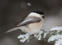 Пухляк Parus montanus
Filename=IMG_1004.jpg
Filesize=115KB
Dimensions=900x658
Date added=Jan 16, 2010 IMG_1004.jpg