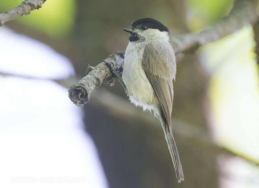 Гаичка черноголовая (Parus palustris)
Keywords: Гаичка черноголовая Parus palustris primorye2016