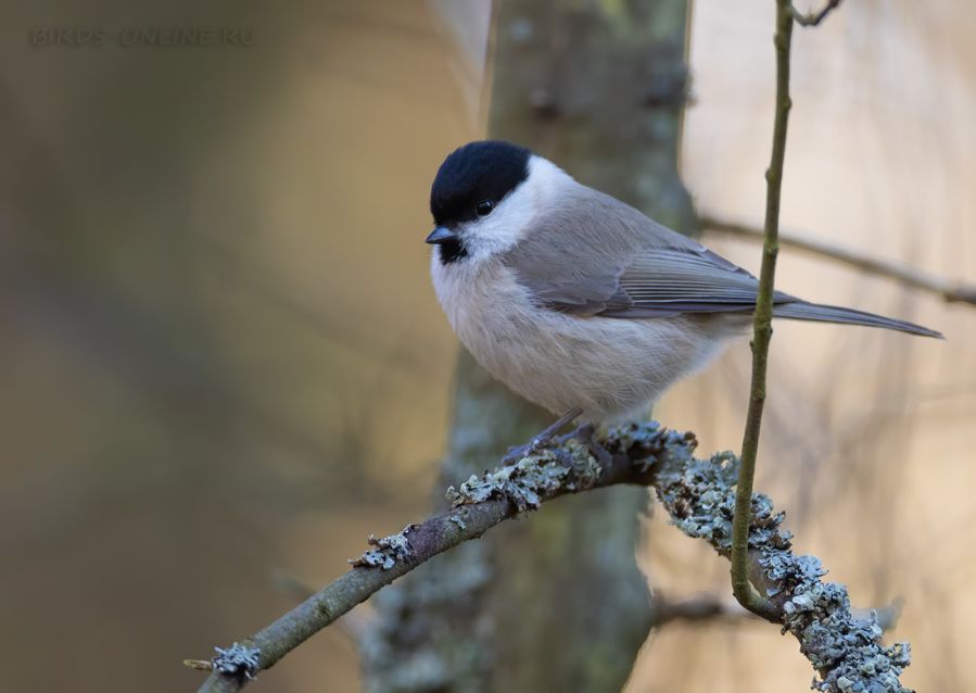 Гаичка черноголовая (Parus palustris)
Keywords: Гаичка черноголовая Parus palustris