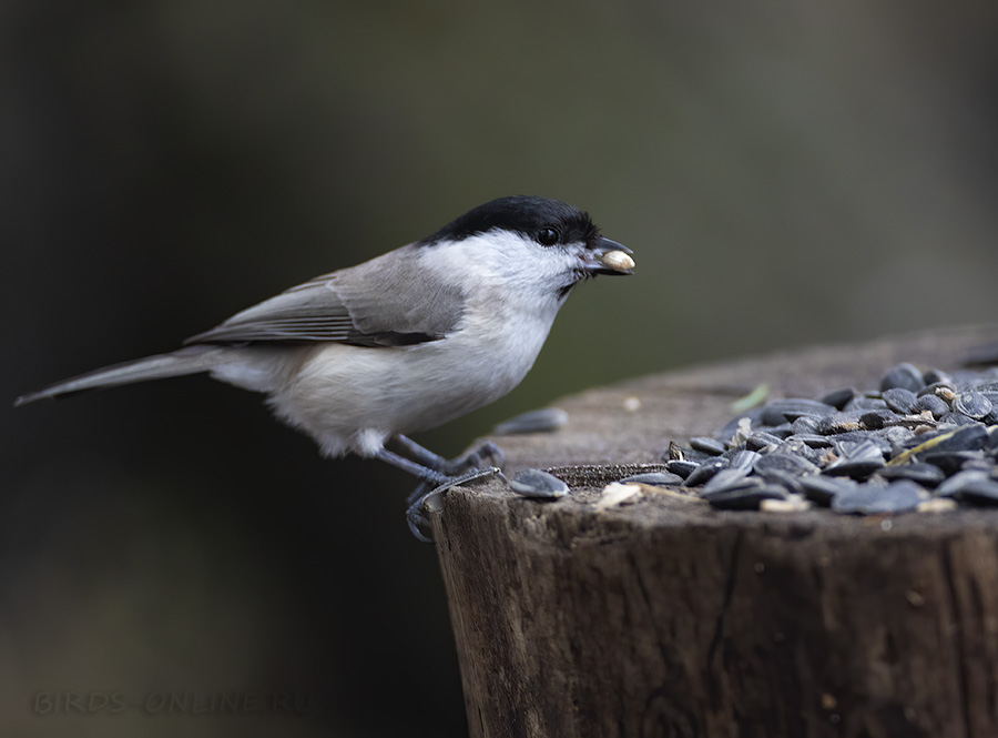 Гаичка черноголовая (Parus palustris kabardensis)
Keywords: Гаичка черноголовая Parus palustris kabardensis osetia2020