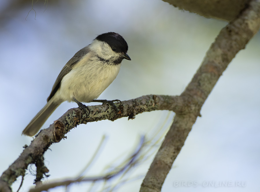 Гаичка черноголовая (Parus palustris)
Keywords: Гаичка черноголовая Parus palustris sakhalin2017