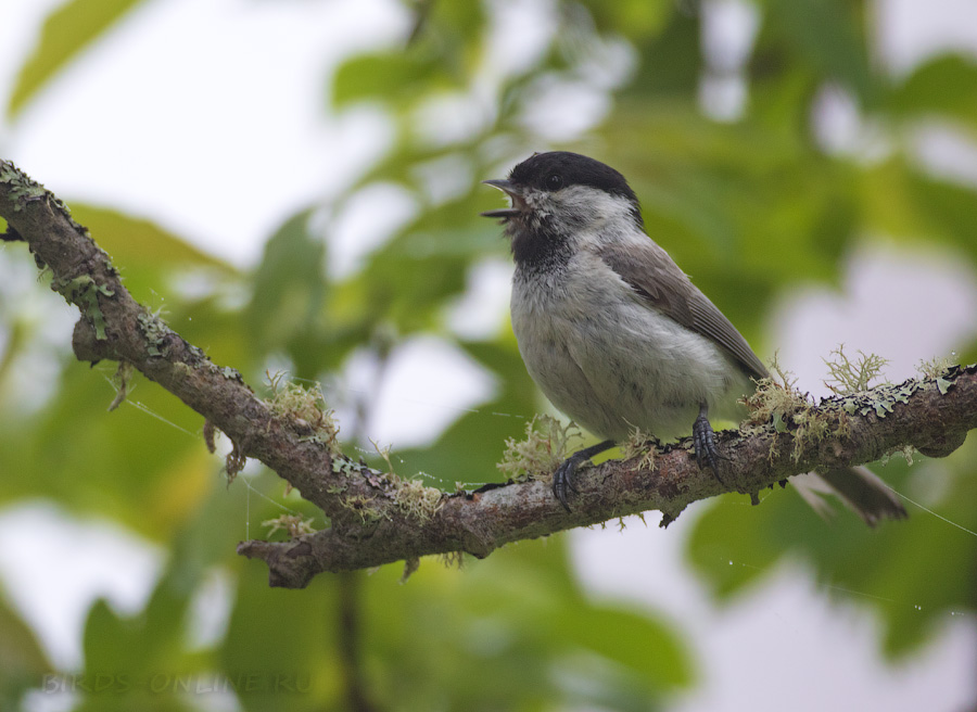 Гаичка черноголовая (Parus palustris)
Keywords: Гаичка черноголовая Parus palustris sakhalin2017