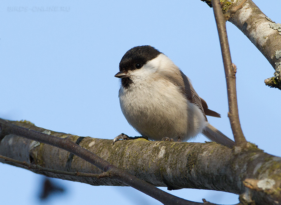 Гаичка черноголовая (Parus palustris)
Keywords: Гаичка черноголовая Parus palustris