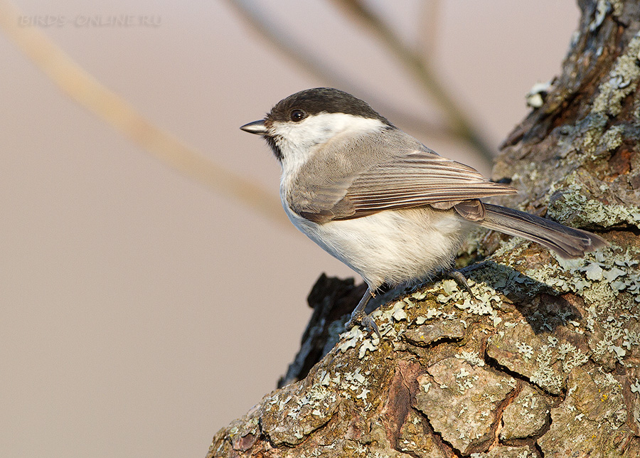 Гаичка черноголовая (Parus palustris)
Keywords: Гаичка черноголовая Parus palustris