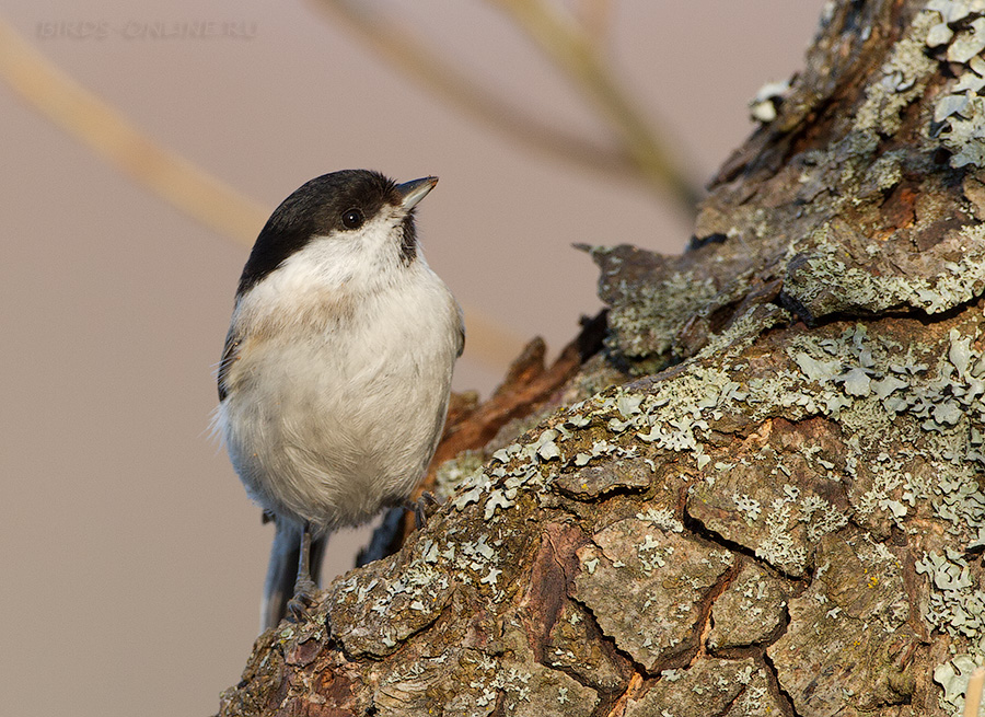 Гаичка черноголовая (Parus palustris)
Keywords: Гаичка черноголовая Parus palustris