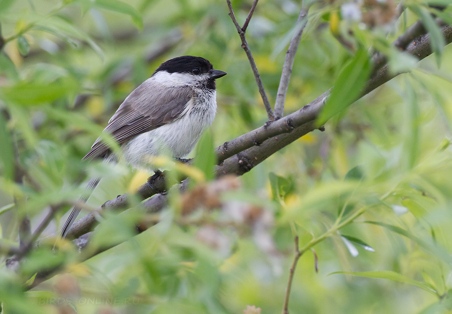 Гаичка черноголовая (Parus palustris)
Keywords: Гаичка черноголовая Parus palustris amur2015