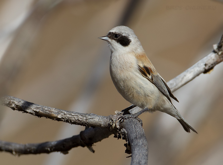 Ремез венценосный (Remiz coronatus)
Remiz coronatus stoliczkae Hume, 1874
Keywords: Ремез венценосный Remiz coronatus stoliczkae altay2012