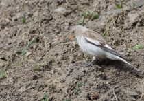 Снежный воробей Montifringilla nivalis azer2018
Filename=8Z2A4251.jpg
Filesize=394KB
Dimensions=900x632
Date added=Oct 07, 2018 8Z2A4251.jpg