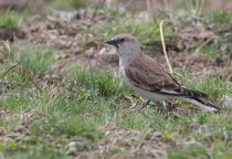 Снежный воробей Montifringilla nivalis azer2018
Filename=8Z2A4545.jpg
Filesize=318KB
Dimensions=900x620
Date added=Oct 07, 2018 8Z2A4545.jpg