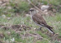 Снежный воробей Montifringilla nivalis azer2018
Filename=8Z2A4556.jpg
Filesize=291KB
Dimensions=900x638
Date added=Oct 07, 2018 8Z2A4556.jpg