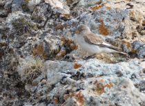 Снежный воробей Montifringilla nivalis azer2018
Filename=8Z2A4586.jpg
Filesize=433KB
Dimensions=900x658
Date added=Oct 07, 2018 8Z2A4586.jpg