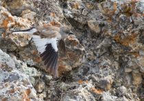 Снежный воробей Montifringilla nivalis azer2018
Filename=8Z2A4622.jpg
Filesize=420KB
Dimensions=900x638
Date added=Oct 07, 2018 8Z2A4622.jpg