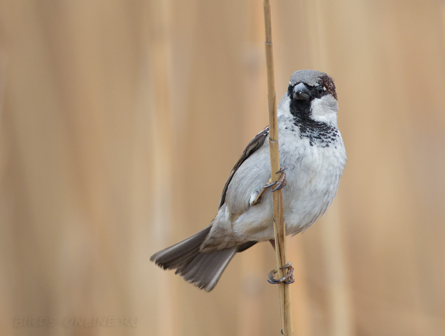 Воробей домовый (Passer domesticus)
Keywords: Воробей домовый Passer domesticus