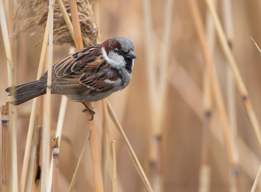 Воробей домовый (Passer domesticus)
Keywords: Воробей домовый Passer domesticus