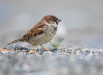 Воробей домовый Passer domesticus
Filename=8Z2A4193.jpg
Filesize=220KB
Dimensions=1100x806
Date added=Mar 19, 2023 8Z2A4193.jpg
