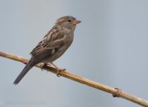 Воробей домовый Passer domesticus sochi2018
Filename=8Z2A6012.jpg
Filesize=110KB
Dimensions=900x654
Date added=Jan 21, 2018 8Z2A6012.jpg