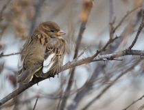 Воробей домовый Passer domesticus
Filename=8Z2A6933.jpg
Filesize=218KB
Dimensions=900x693
Date added=Dec 28, 2019 8Z2A6933.jpg