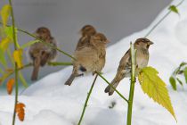 Воробей домовый Passer domesticus
Filename=IMG_5301.jpg
Filesize=181KB
Dimensions=900x602
Date added=Nov 26, 2011 IMG_5301.jpg