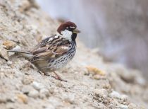 Воробей черногрудый Passer hispaniolensis uz2019
Filename=8Z2A8984.jpg
Filesize=215KB
Dimensions=900x660
Date added=Apr 21, 2019 8Z2A8984.jpg