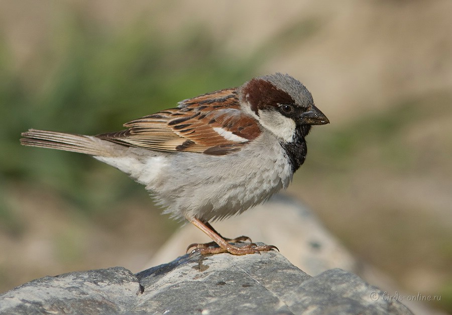 Воробей индийский (Passer indicus)
самец
Keywords: Воробей индийский Passer indicus kz2010