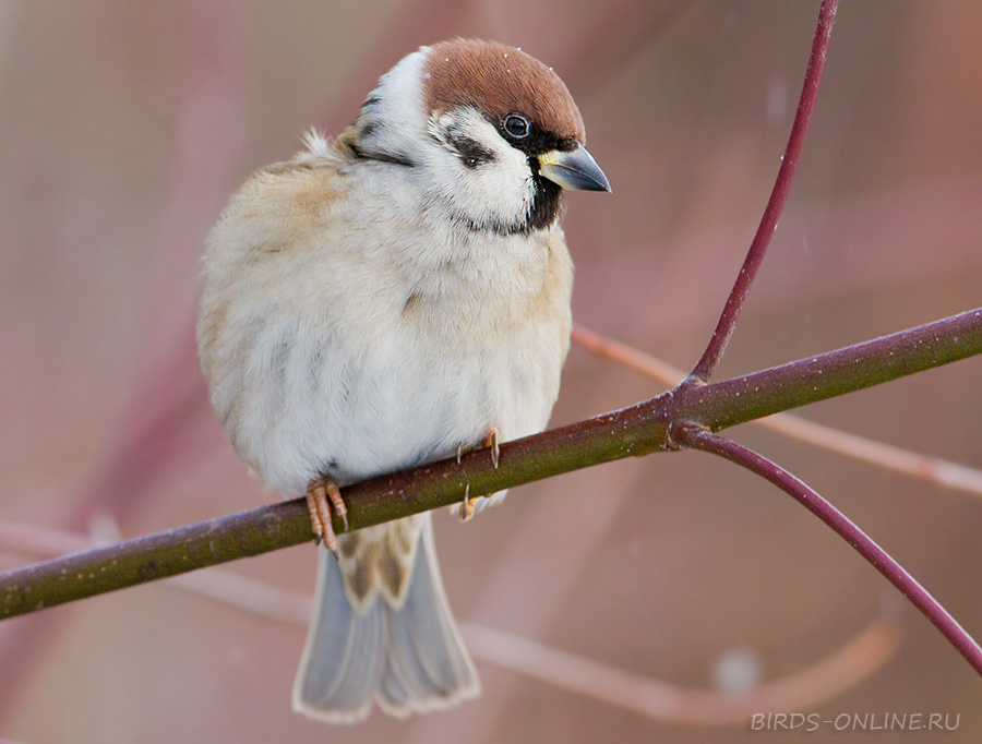 Воробей полевой (Passer montanus)
Keywords: Воробей полевой Passer montanus