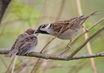 Воробей полевой Passer montanus magadan2019
Filename=8Z2A1574.jpg
Filesize=197KB
Dimensions=900x637
Date added=Aug 23, 2019 8Z2A1574.jpg