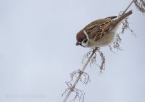 Filename=8Z2A7075.jpg
Filesize=120KB
Dimensions=900x638
Date added=Dec 28, 2019 8Z2A7075.jpg