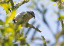 Рыжий воробей Passer rutilans sakhalin2017
Filename=8Z2A5508.jpg
Filesize=228KB
Dimensions=900x658
Date added=Jul 09, 2017 8Z2A5508.jpg