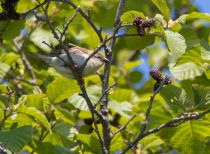 Рыжий воробей Passer rutilans sakhalin2017
Filename=8Z2A5518.jpg
Filesize=305KB
Dimensions=900x662
Date added=Jul 09, 2017 8Z2A5518.jpg