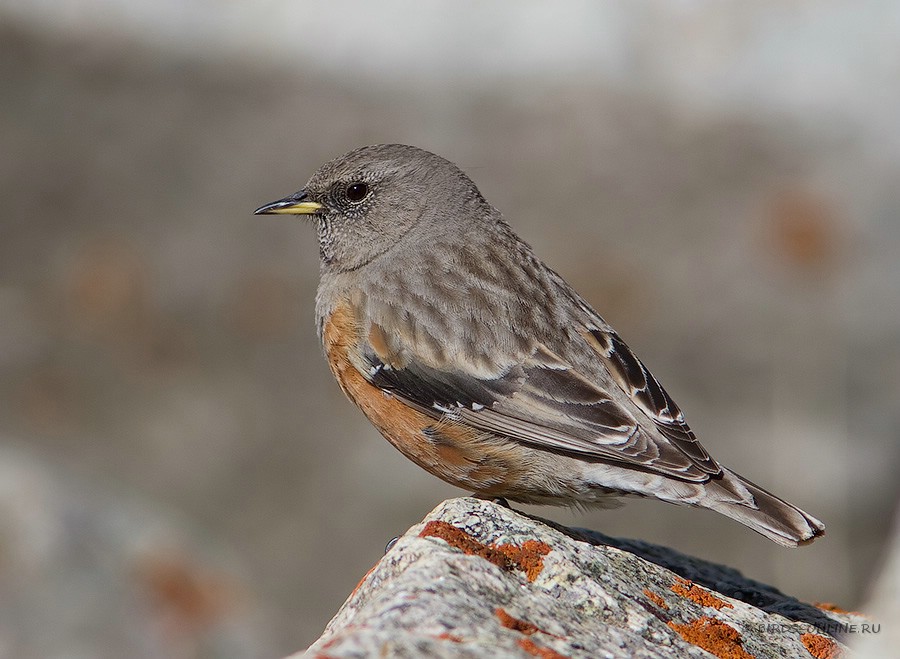 ЗавируШка альпийская (Prunella collaris)
Prunella collaris rufilata Severtzov, 1879
Keywords: ЗавируШка альпийская Prunella collaris kz2010