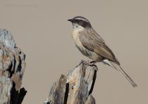 IMG_8580.jpg