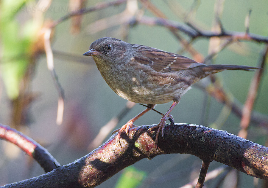 ЗавируШка лесная (Prunella modularis)
Keywords: ЗавируШка лесная Prunella modularis