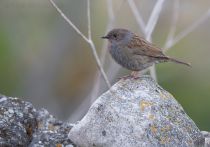 ЗавируШка лесная Prunella modularis azer2018
Filename=8Z2A5090.jpg
Filesize=232KB
Dimensions=900x633
Date added=Oct 07, 2018 8Z2A5090.jpg
