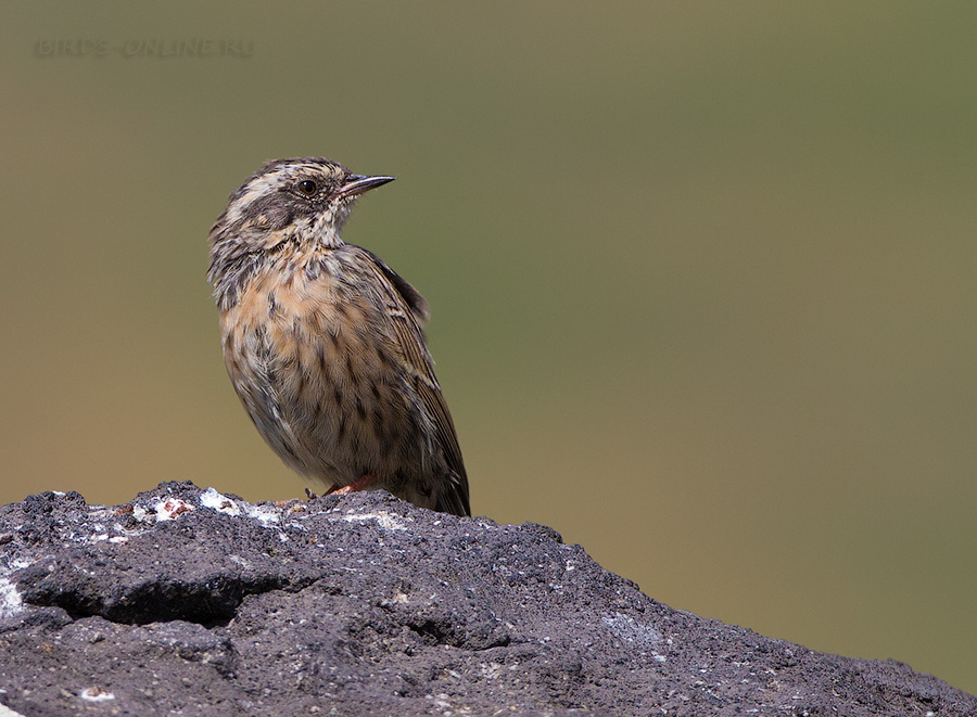 ЗавируШка пестрая (Prunella ocularis)
Keywords: ЗавируШка пестрая Prunella ocularis armenia2013