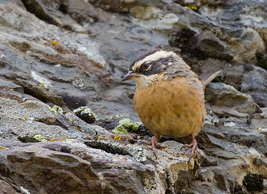 ЗавируШка пестрая (Prunella ocularis)
Keywords: ЗавируШка пестрая Prunella ocularis armenia2013