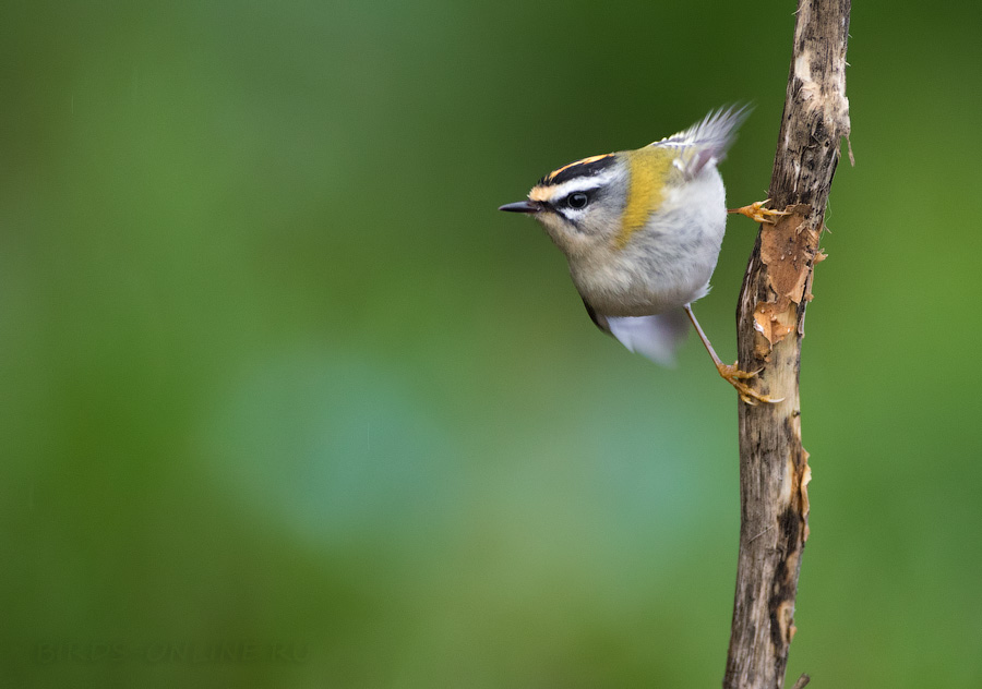 Королек красноголовый (Regulus ignicapillus)
Keywords: Королек красноголовый Regulus ignicapillus sochi2019